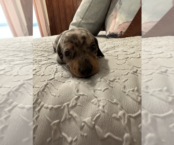 Medium Photo #3 Dachshund Puppy For Sale in TULSA, OK, USA