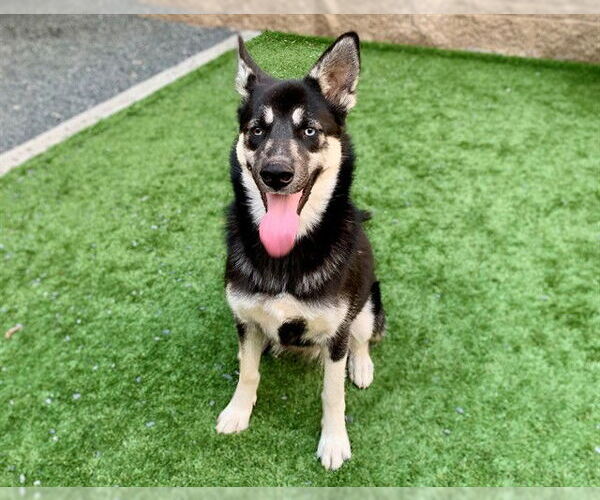 Medium Photo #1 German Shepherd Dog-Unknown Mix Puppy For Sale in Moreno Valley, CA, USA