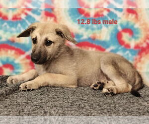 German Shepherd Dog-Unknown Mix Dogs for adoption in Royal Palm Beach, FL, USA