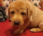 Small Photo #14 Labrador Retriever Puppy For Sale in BUFFALO, NY, USA