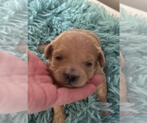 Maltipoo-Poodle (Toy) Mix Puppy for sale in MARICOPA, AZ, USA