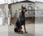 Small #1 Doberman Pinscher