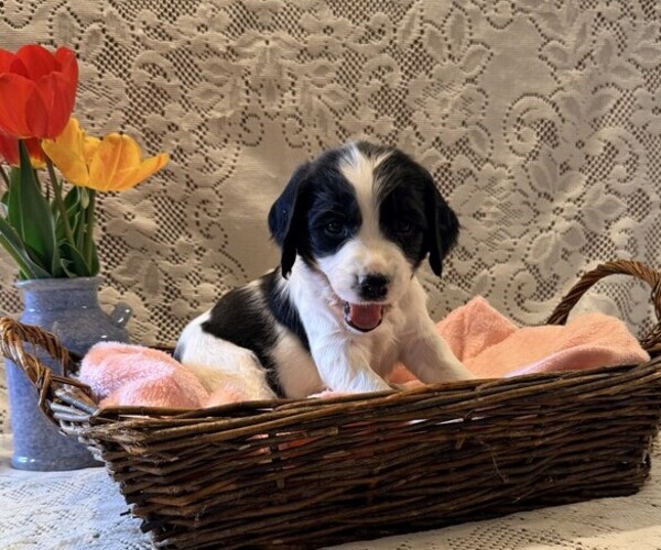 Medium Photo #1 English Springer Spaniel Puppy For Sale in OWEN, WI, USA