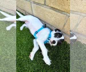Mutt Dogs for adoption in Escondido, CA, USA