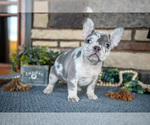 Small #1 French Bulldog