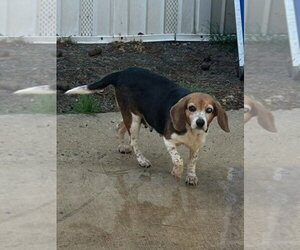 Beagle Dogs for adoption in Murfreesboro, NC, USA