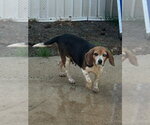 Small Beagle