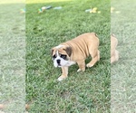 Small Photo #35 Bulldog Puppy For Sale in NORCO, CA, USA