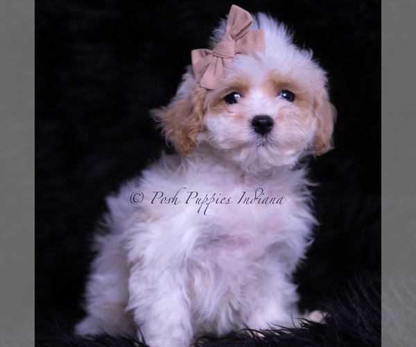 Medium Photo #2 Maltipoo (Toy) Puppy For Sale in WARSAW, IN, USA