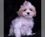 Small #1 Maltipoo (Toy)