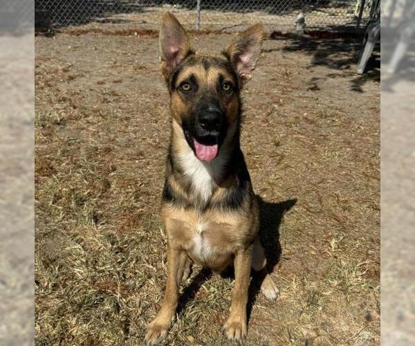 Medium Photo #2 German Shepherd Dog-Unknown Mix Puppy For Sale in Conroe, TX, USA