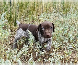 German Shorthaired Pointer Puppy for sale in WOODLAND PARK, CO, USA