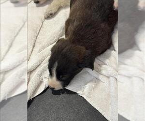 Border Collie-Unknown Mix Dogs for adoption in Conroe, TX, USA