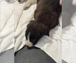 Small Border Collie Mix