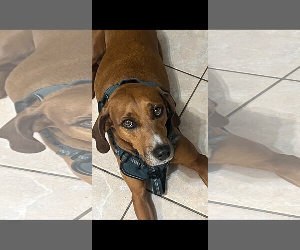 Medium Photo #2 Redbone Coonhound Puppy For Sale in Davie, FL, USA