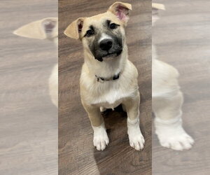 Shepradors Dogs for adoption in Princeton, MN, USA