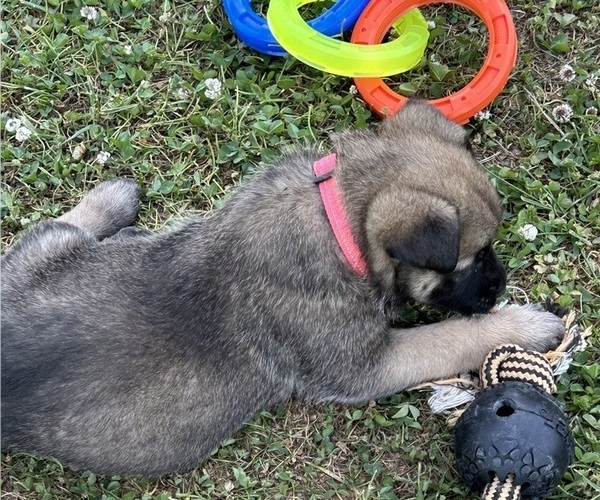 Medium Photo #3 Belgian Malinois Puppy For Sale in LINCOLNTON, NC, USA