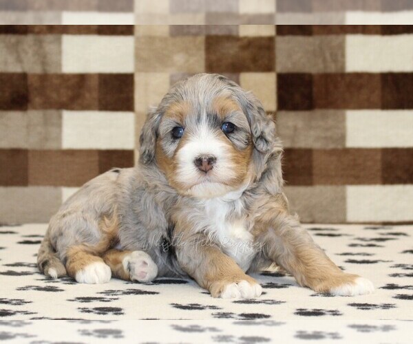 Medium Photo #2 Bernedoodle (Miniature) Puppy For Sale in DENVER, PA, USA