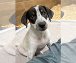 Small Labrador Retriever Mix