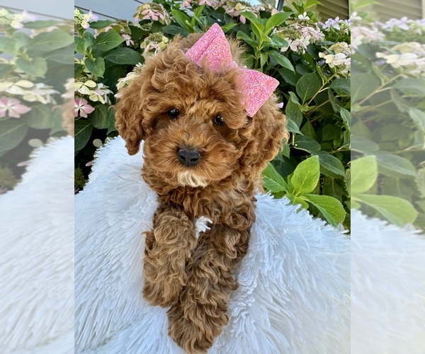 Medium Photo #1 Cockapoo Puppy For Sale in WILTON, CA, USA