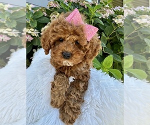 Cockapoo Puppy for sale in WILTON, CA, USA
