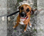 Small Black Mouth Cur Mix