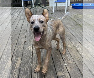 Mutt Dogs for adoption in Garden City, NY, USA