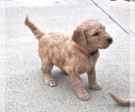 Small Photo #4 Goldendoodle Puppy For Sale in ALBERT LEA, MN, USA