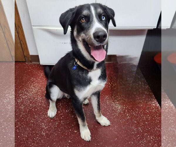 Medium Photo #24 Huskies -Unknown Mix Puppy For Sale in Fargo, ND, USA