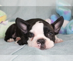 Small Photo #9 Boston Terrier Puppy For Sale in BROOKSVILLE, FL, USA