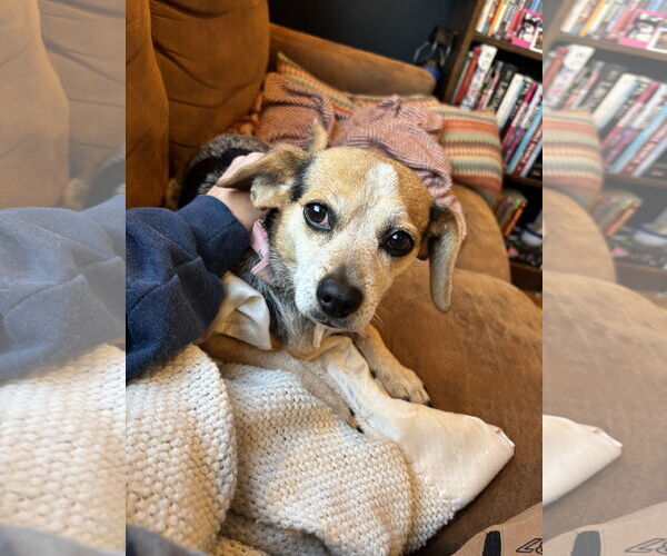 Medium Photo #2 Beagle-Unknown Mix Puppy For Sale in MIDWAY, UT, USA