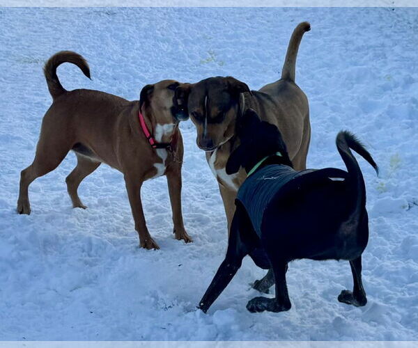 Medium Photo #12 Labrador Retriever-Unknown Mix Puppy For Sale in Woodbury, NY, USA