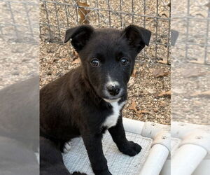 Australian Shepherd-Unknown Mix Dogs for adoption in Bolivar, MO, USA