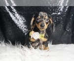 Small #4 Dachshund