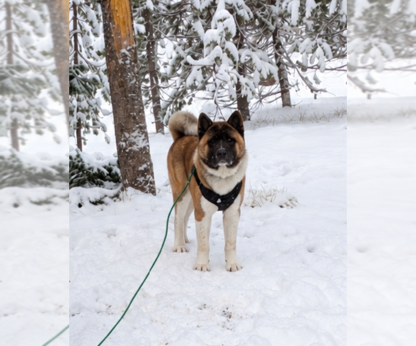 Medium Photo #1 Akita Puppy For Sale in HAYDEN, ID, USA