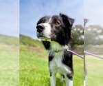 Small #2 Border Collie Mix