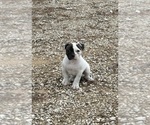 Puppy Puppy 1 American Bulldog