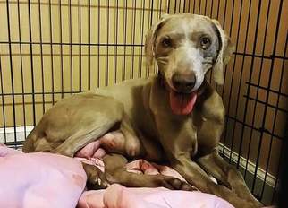 Mother of the Weimaraner puppies born on 04/14/2018