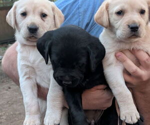 Labrador Retriever Puppy for sale in SHELTON, WA, USA