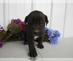 Small Photo #1 Cane Corso Puppy For Sale in EMPIRE STATE, NY, USA