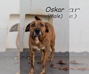 Mountain Cur Dogs for adoption in Frenchburg, KY, USA