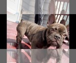 Small Photo #4 French Bulldog Puppy For Sale in MABLETON, GA, USA