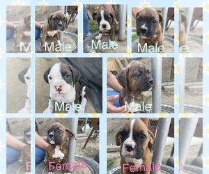 Boxer Puppy for sale in BAKERSFIELD, CA, USA