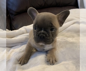 French Bulldog Puppy for sale in JOHNS ISLAND, SC, USA