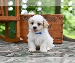 Image preview for Ad Listing. Nickname: Rambo