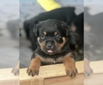 Small Photo #14 Rottweiler Puppy For Sale in HOPKINSVILLE, KY, USA