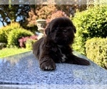 Small Photo #34 Shih Tzu Puppy For Sale in HAYWARD, CA, USA