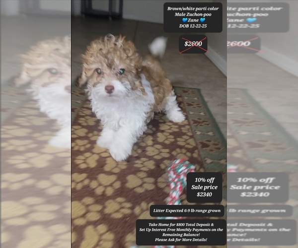 Medium Photo #1 Zuchon Puppy For Sale in TUCSON, AZ, USA