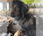 Small #4 English Shepherd Mix
