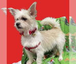 Small #10 Shih Tzu Mix